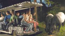 <p>On reaching Singapore, transfer to the hotel and check in. In the evening, visit Night Safari, worlds first nocturnal zoo. Later, return to the hotel for a peaceful overnight stay.</p>
